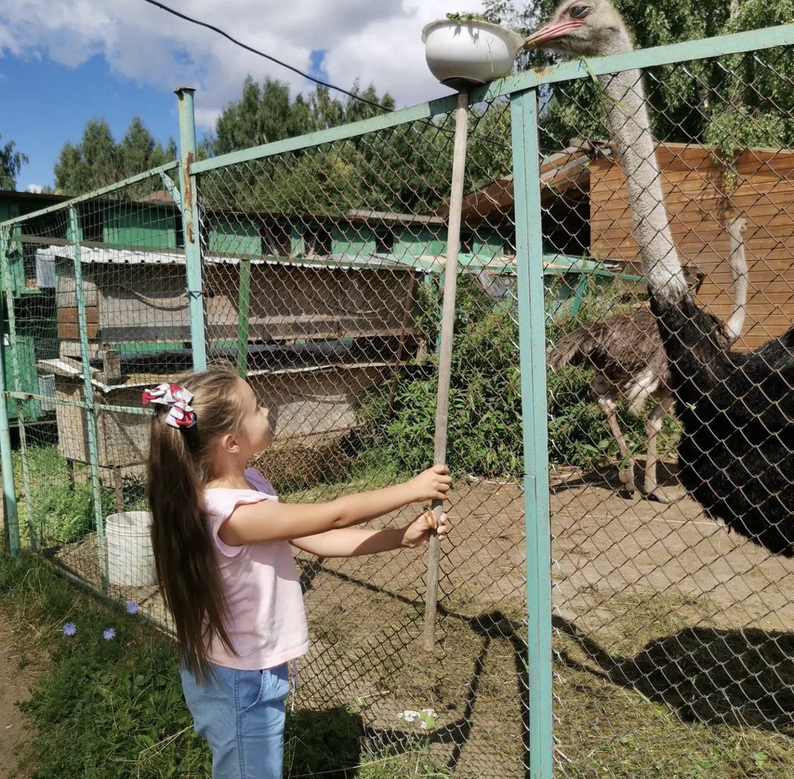 Отдых с проживанием на ферме - Мини ферма Страус